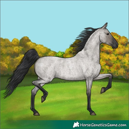 Horse Color:Grullo Roan Rabicano