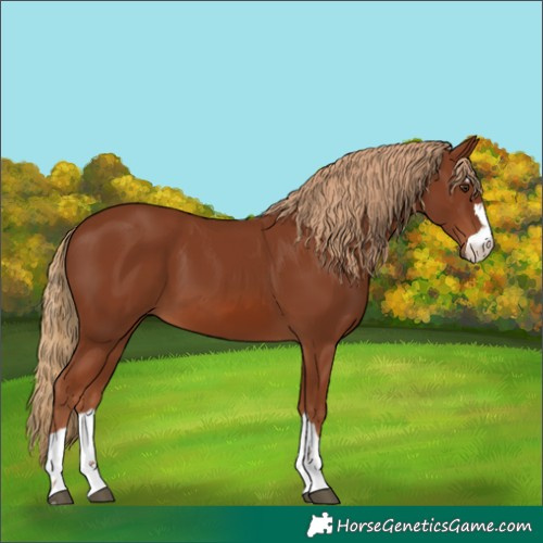 Horse Color:Chestnut 