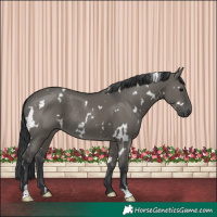 Horse Color:White Spotted Grullo Rabicano 