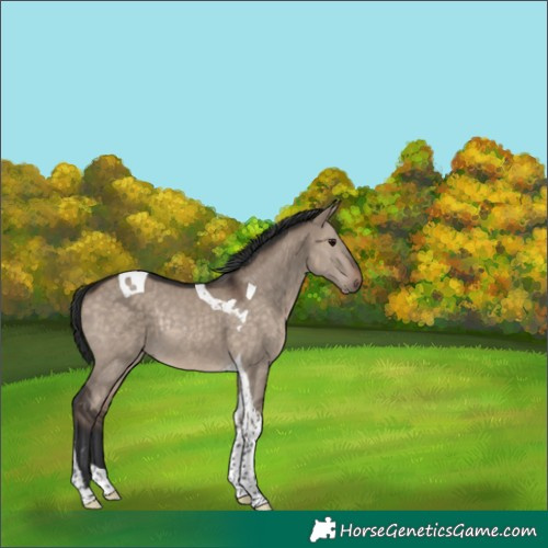 Horse Color:Brown Dun Tobiano Rabicano 