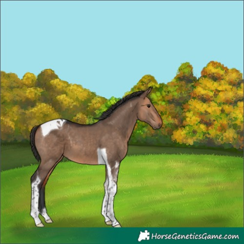 Horse Color:Bay Dun Tobiano 