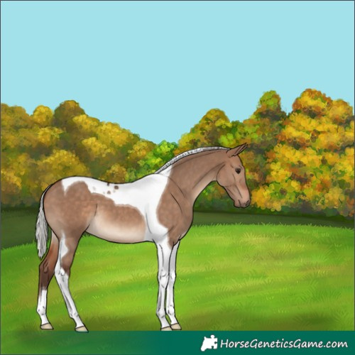 Horse Color:Silver Brown Dun Tobiano