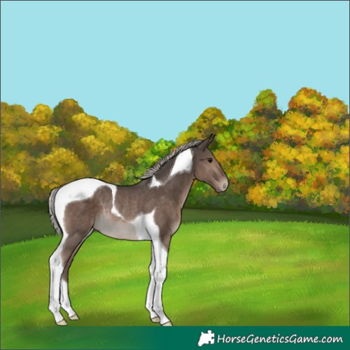 Horse Color:Silver Black Tobiano Rabicano 