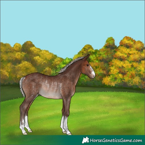Horse Color:Silver Brown Rabicano