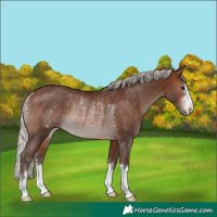 Horse Color:Silver Brown Rabicano
