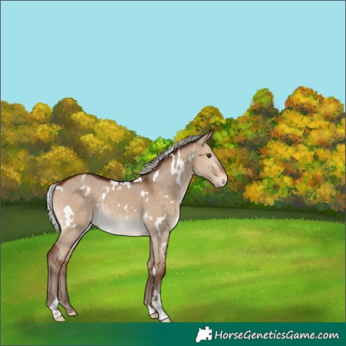 Horse Color:White Spotted Silver Bay Dun Rabicano 