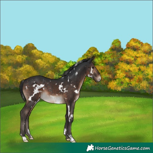 Horse Color:White Spotted Brown
