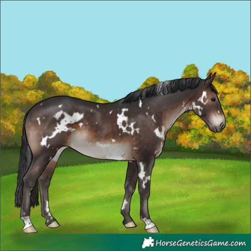 Horse Color:White Spotted Brown 