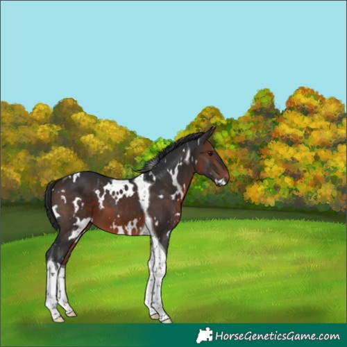 Horse Color:White Spotted Brown Tobiano