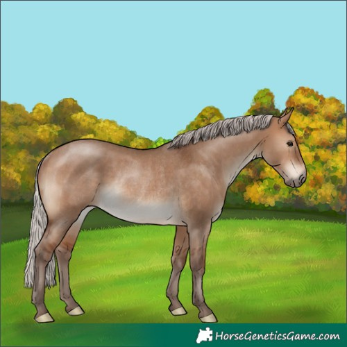 Horse Color:Silver Brown Dun Rabicano