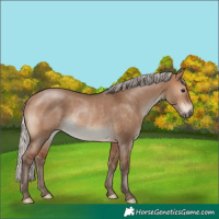 Horse Color:Silver Brown Dun Rabicano