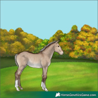 Horse Color:Silver Brown Dun Rabicano