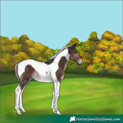 Horse Color:Silver Brown Tobiano
