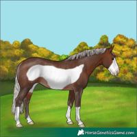 Horse Color:Silver Brown Frame Rabicano 