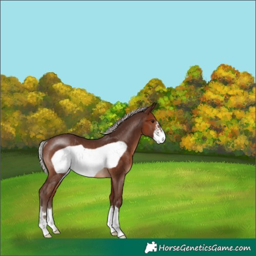 Horse Color:Silver Brown Frame Rabicano 