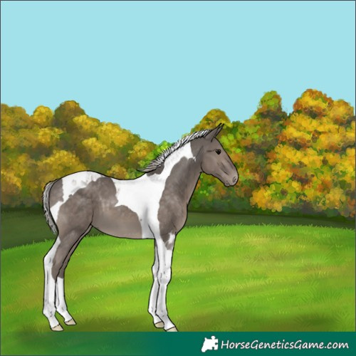 Horse Color:Silver Black Tobiano 