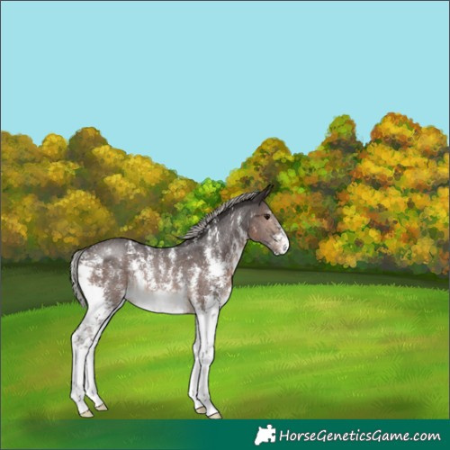 Horse Color:Silver Brown Sabino Rabicano