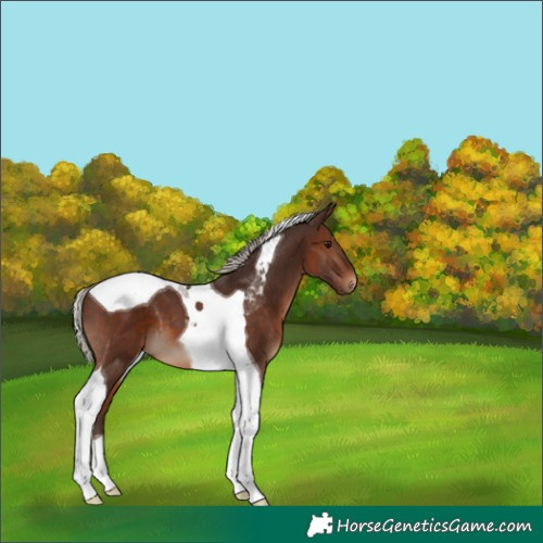 Horse Color:Silver Brown Tobiano 