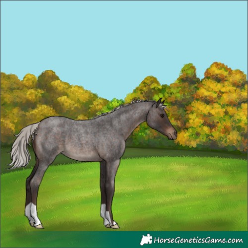 Horse Color:Silver Brown Roan 