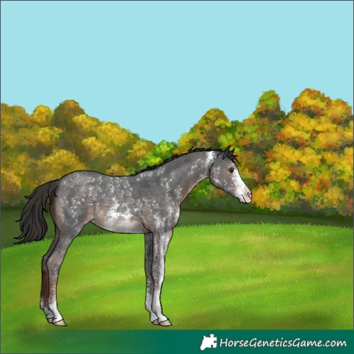 Horse Color:Liver Chestnut Sabino 