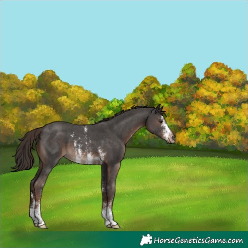 Horse Color:Liver Chestnut Sabino 