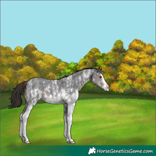 Horse Color:Liver Chestnut Sabino 