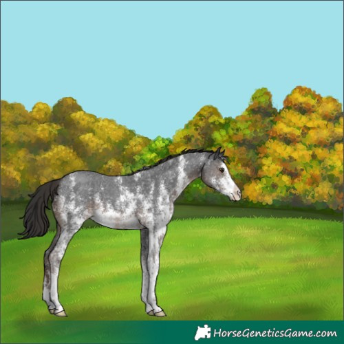 Horse Color:Liver Chestnut Sabino 