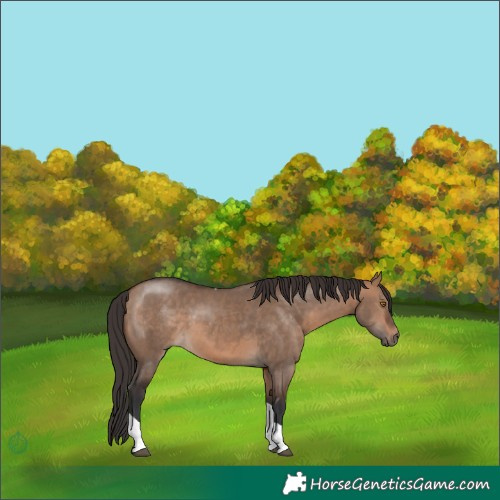 Horse Color:Bay Dun Tobiano Rabicano 
