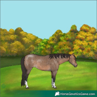 Horse Color:Bay Dun Tobiano Rabicano