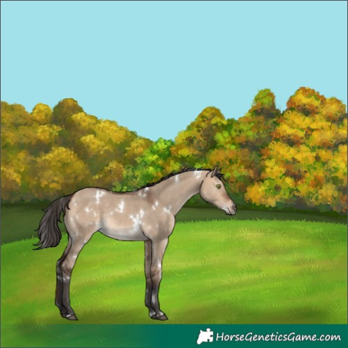 Horse Color:White Spotted Bay Dun Rabicano 