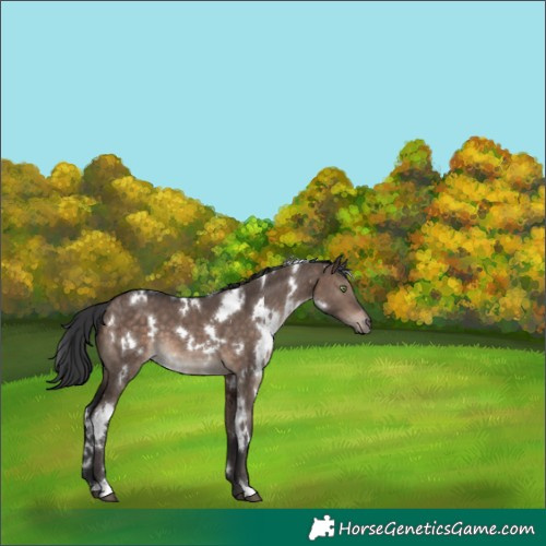 Horse Color:White Spotted Brown Dun Mushroom 