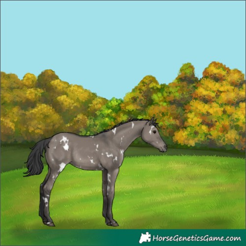Horse Color:White Spotted Grullo Rabicano 