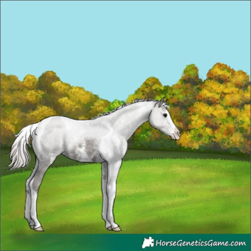 Horse Color:Silver Black Sabino Tobiano 