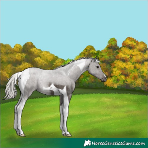 Horse Color:Silver Black Tobiano 