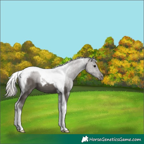 Horse Color:Silver Black Tobiano