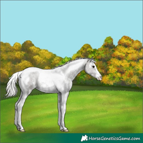 Horse Color:Silver Black Sabino Tobiano 