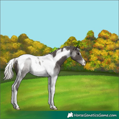 Horse Color:Silver Black Tobiano 
