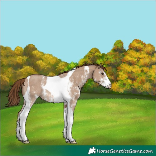 Horse Color:Red Dun Sabino Tobiano Rabicano 