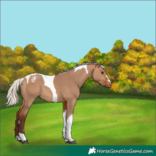 Horse Color:Silver Bay Dun Tobiano Varnish Rabicano 
