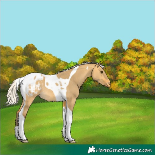 Horse Color:Silver Buckskin Dun Tobiano Blanket Rabicano 