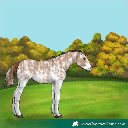 Horse Color:Red Dun Sabino Rabicano
