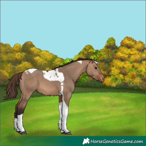 Horse Color:Bay Dun Tobiano Varnish 