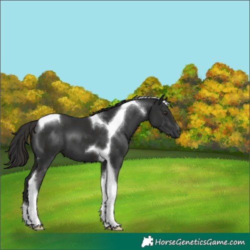 Horse Color:Liver Chestnut Tobiano 