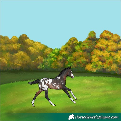 Horse Color:Brown Blanket Rabicano