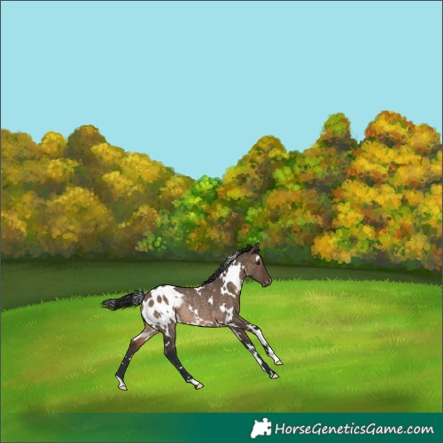 Horse Color:White Spotted Brown Dun Blanket Rabicano