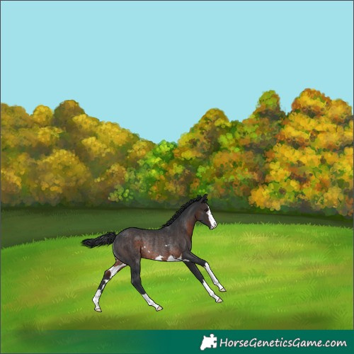 Horse Color:Brown Rabicano 