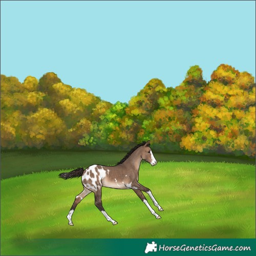 Horse Color:Brown Dun Appaloosa 