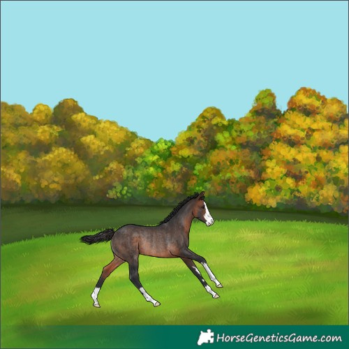 Horse Color:Brown Rabicano
