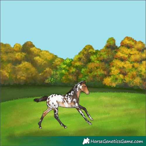 Horse Color:White Spotted Buckskin Blanket