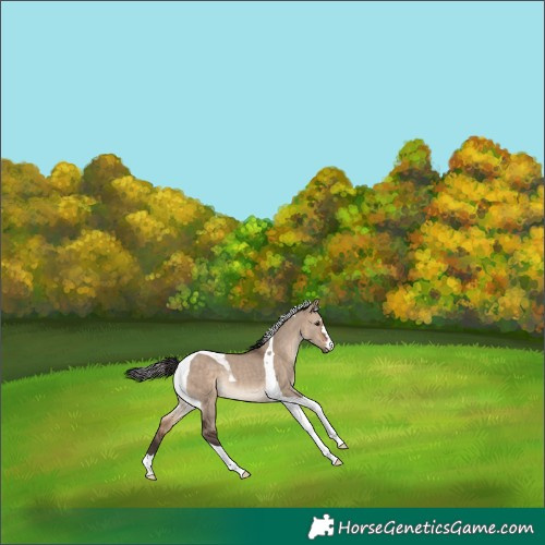 Horse Color:Brown Dun Tobiano Rabicano 